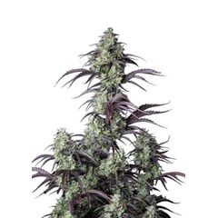 Mimosa Cake Auto, Фасовка: 10